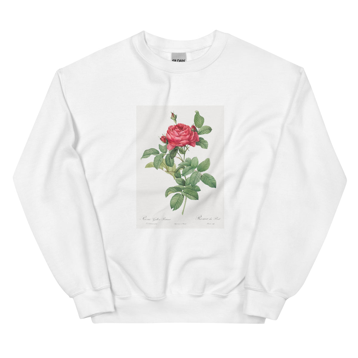 White Sweater Rosa Gallica Pontiana Also Known As Bridge Rose Essential