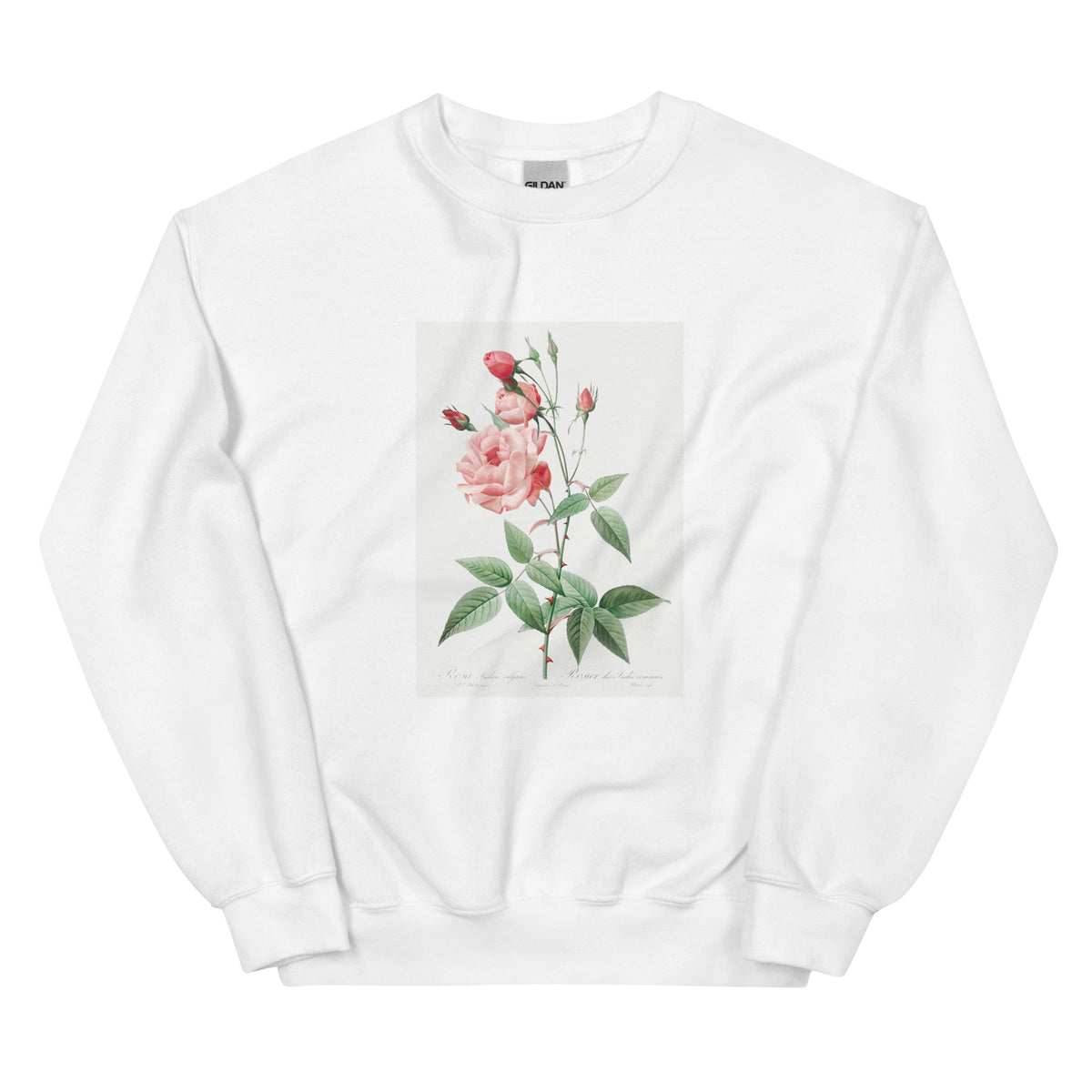 White Sweater Old Blush China Also Known As Common Rose Of India Rosa Indica Vulgaris Essential