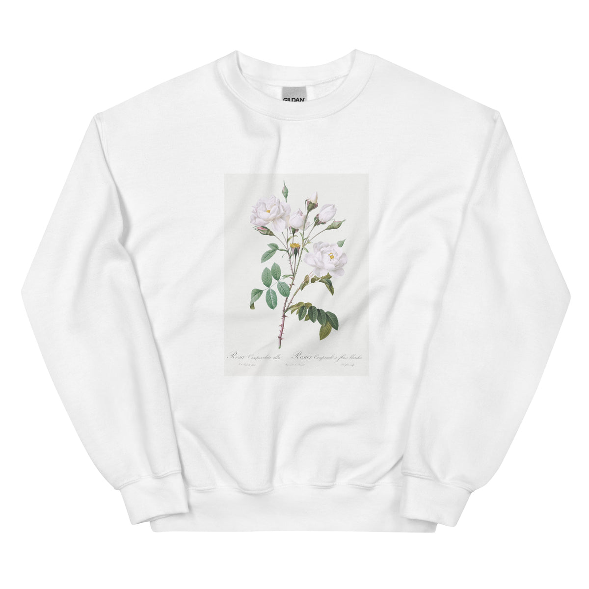 White Sweater Rosa Campanulata Alba Also Known As Pink Bellflowers To White Flowers Essential