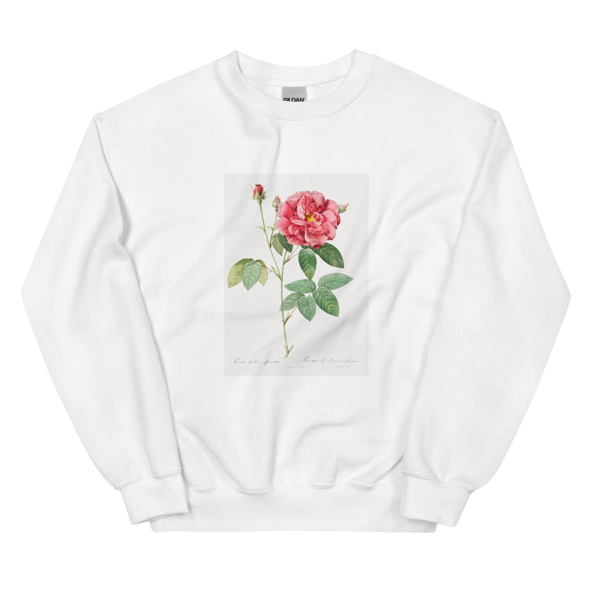 White Sweater French Rose Also Known As Ordinary Provins Rosebush Rosa Galluca Offuenalis Essential