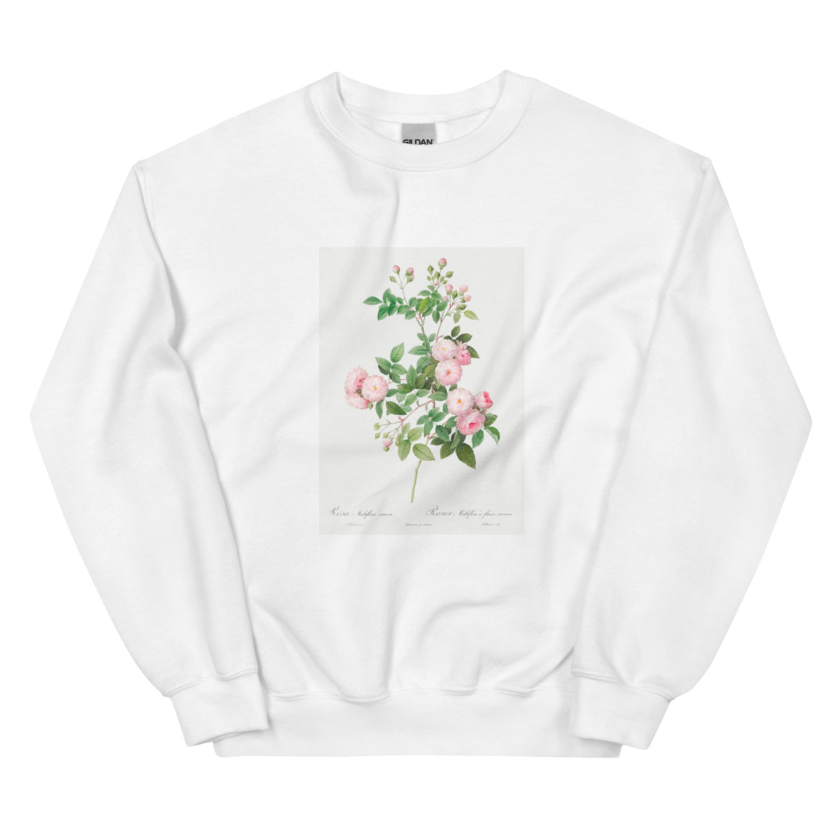 White Sweater Flesh-Pink Multiflora Rosa Multiflora Carnea Essential