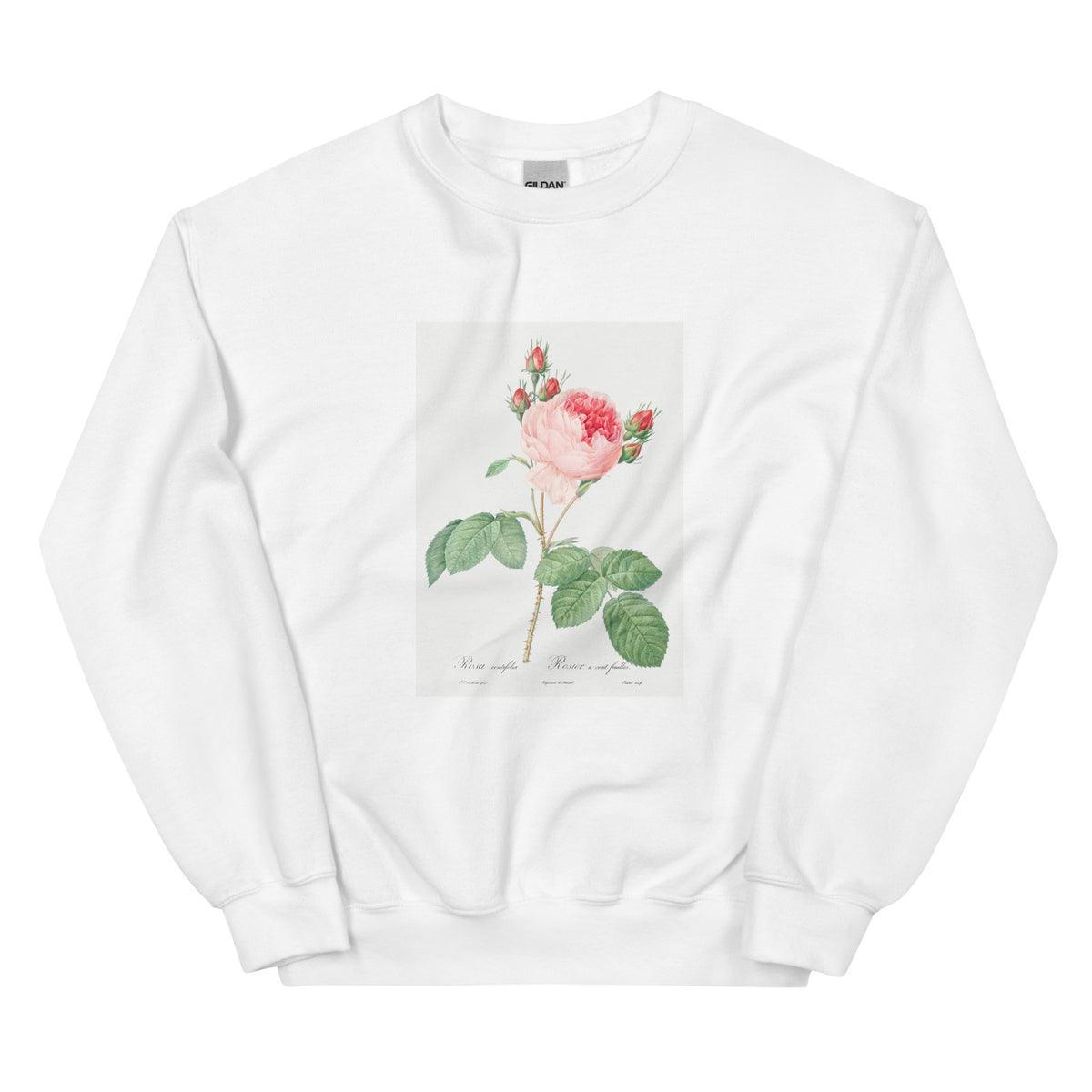White Sweater Cabbage Rose Also Known As One Hundred-Leaved Rose Rosa Centifolia Essential