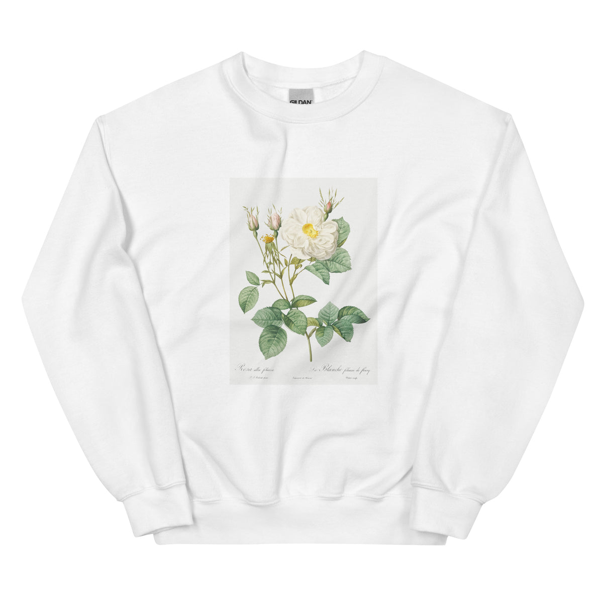 White Sweater Rosa X Alba Also Known As The White Leaf Of Fleury Rosa Alba Foliacea Essential