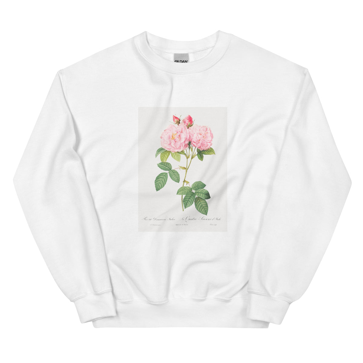 White Sweater Italian Damask Rose Also Known As The Four Seasons Of Italy Rosa Damascena Italica Essential