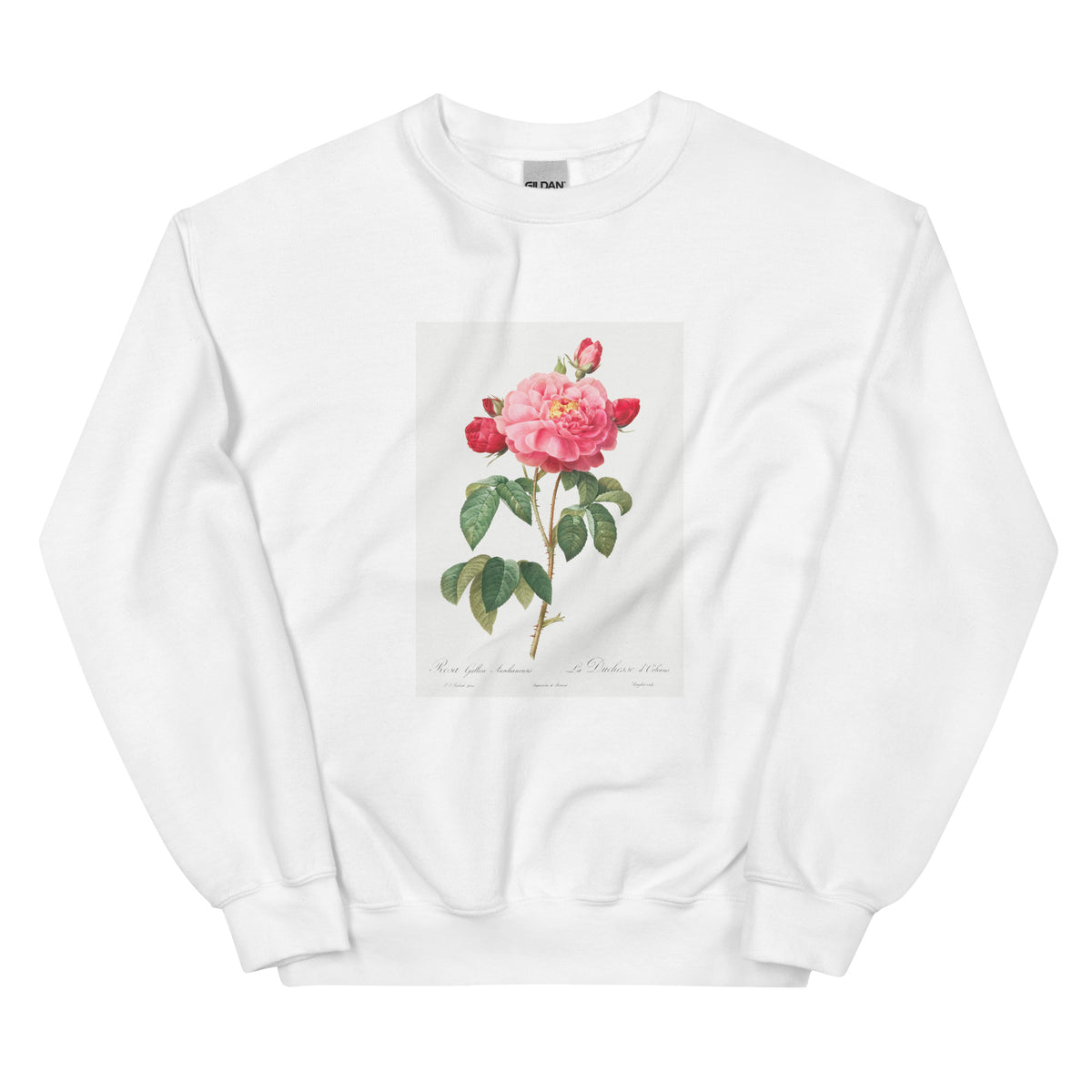 White Sweater Gallic Rose Also Known As The Duchess Of Orleans Rosa Gallica Aurelianensis Essential