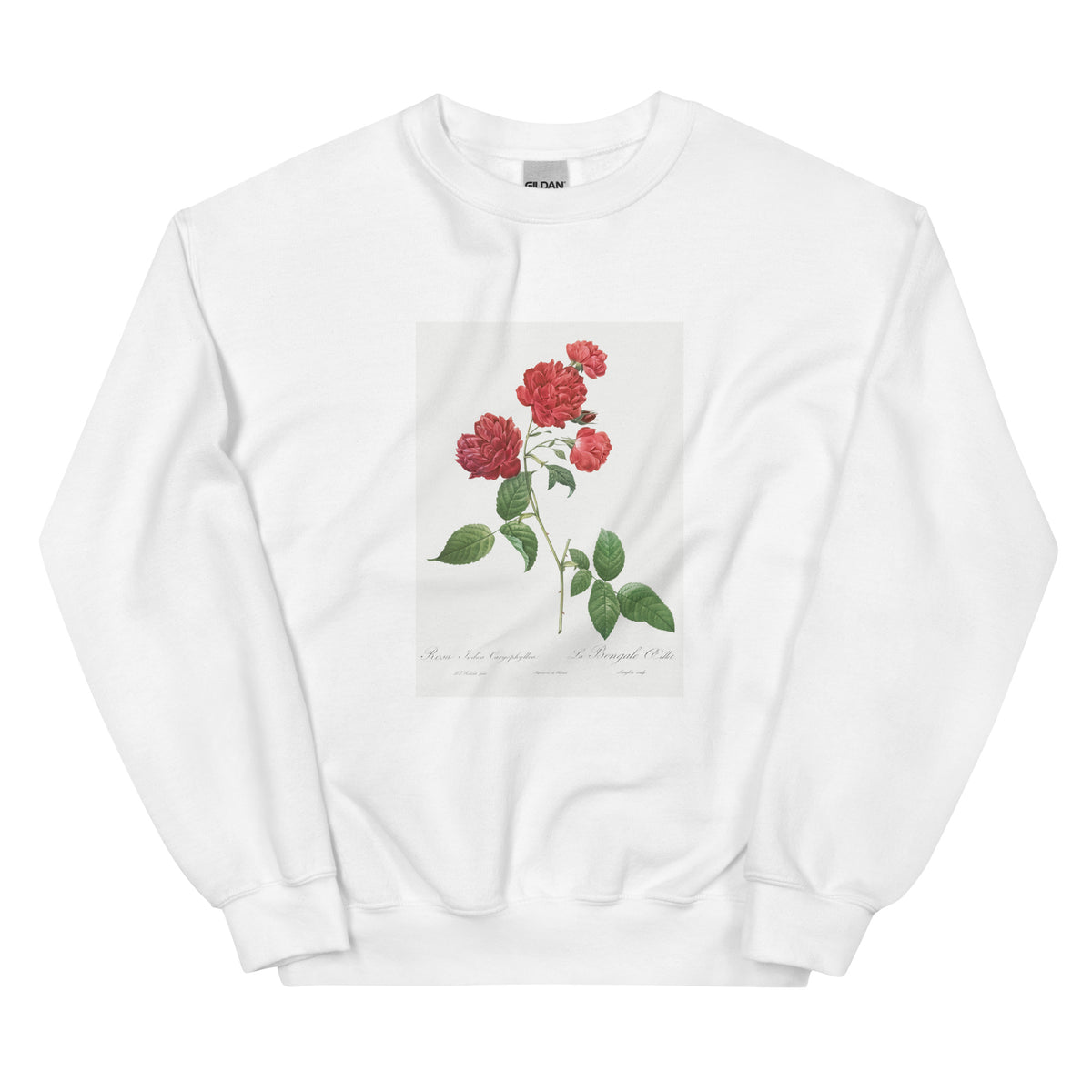 White Sweater Red Cabbage Rose Also Known As Bengal Eyelet Rosa Indica Caryophyllea - Pierre-Joseph Redoute Original From The Library Of Congress 1817 Essential