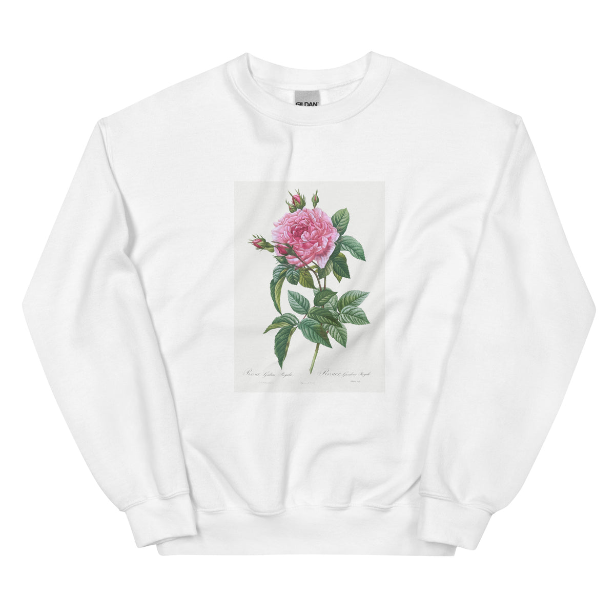 White Sweater Gallic Rose Rosa Gallica Regalis Essential