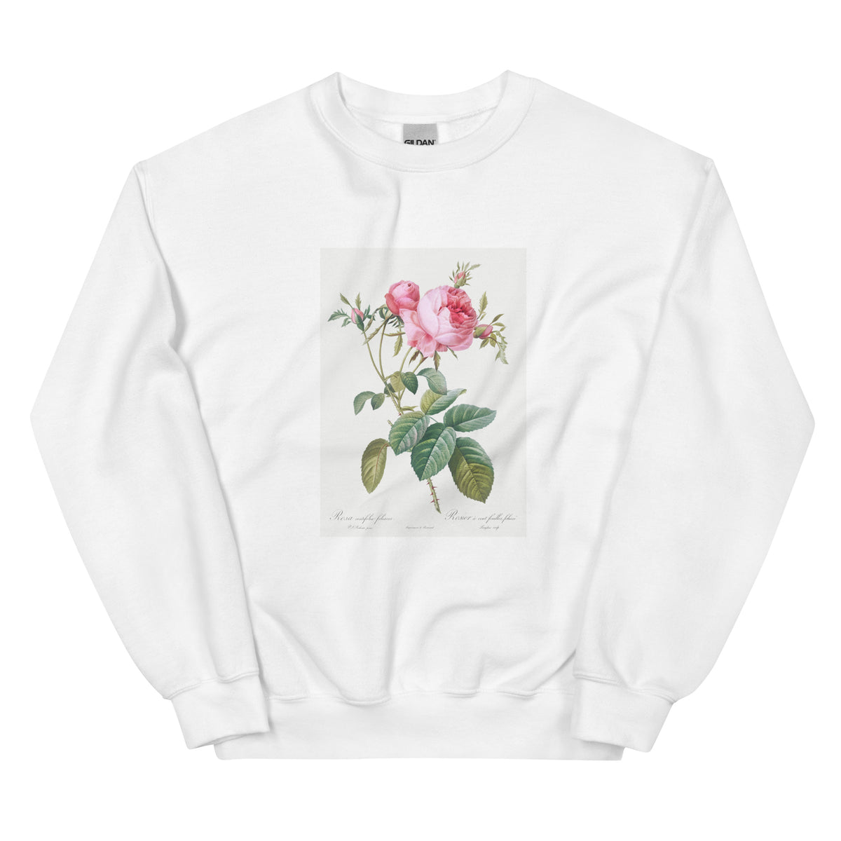 White Sweater Rose De Mai Rosa Centifolia Foliacea Essential