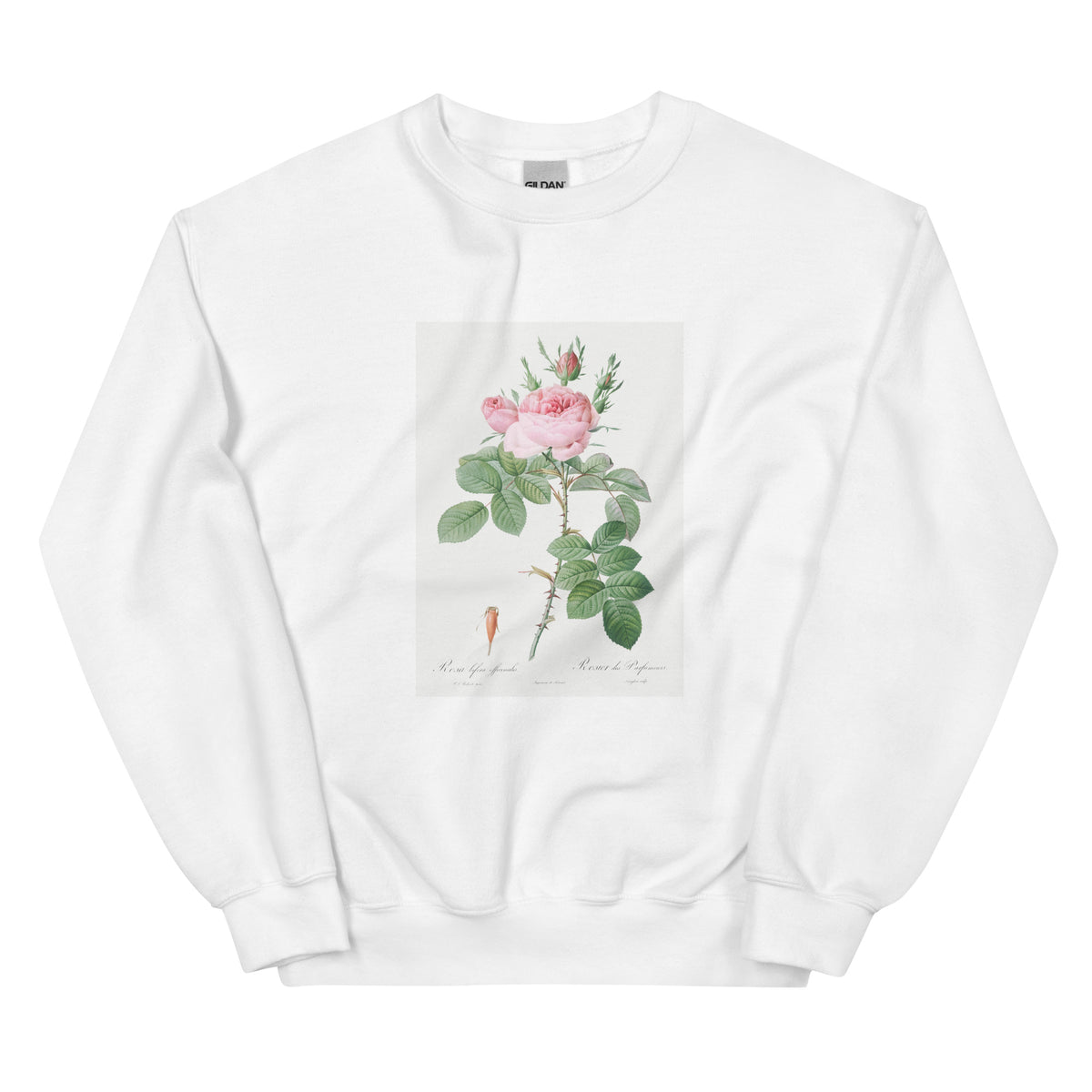 White Sweater Rosa Bifera Officinalis Also Known As Rose Of Perfume Essential