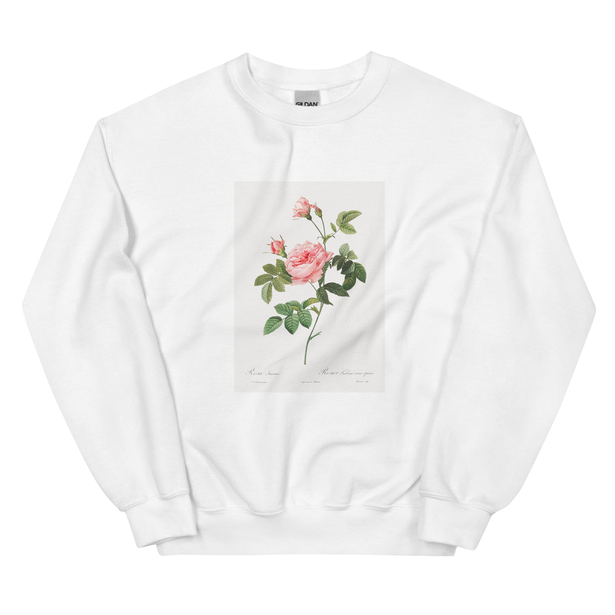 White Sweater Boursault Rose Also Known As Rose Turbine Without Thorns Rosa Inermis Essential