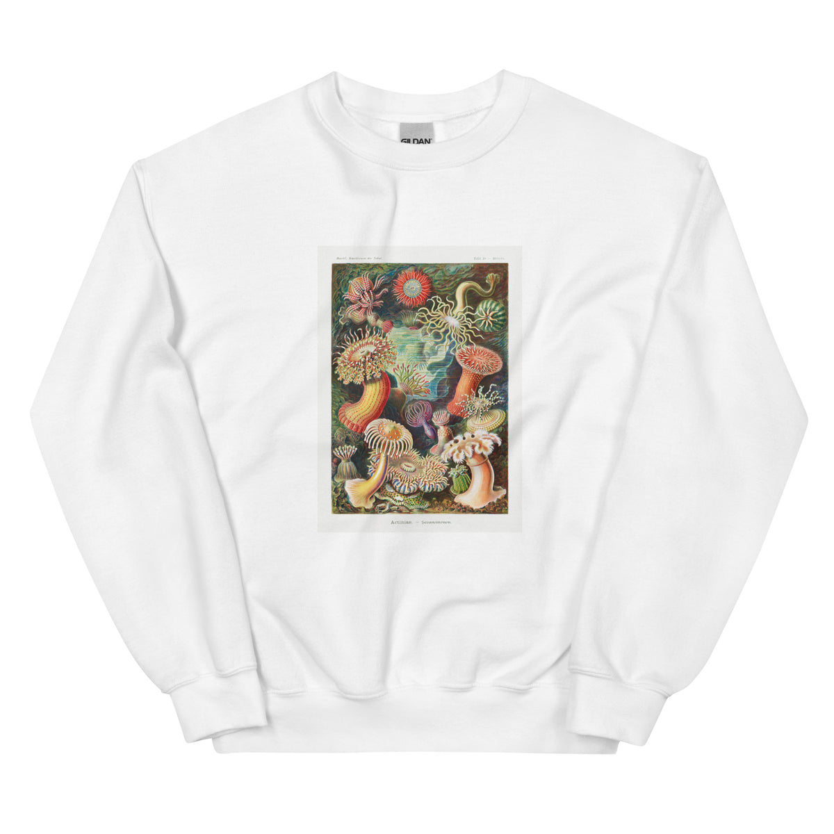 White Sweater Actiniae Seeanemonen Essential