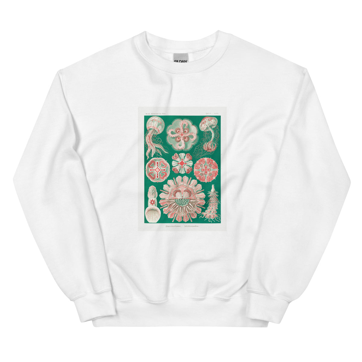 White Sweater Discomedusae Schweibenquallen Essential