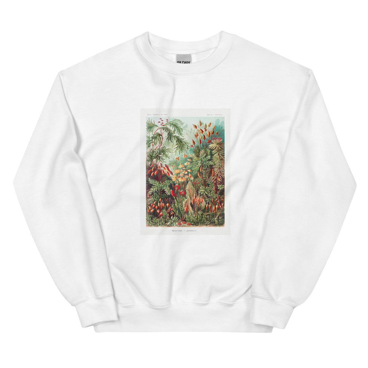 White Sweater Muscinae Laubmoose A Giltsch Gem Essential