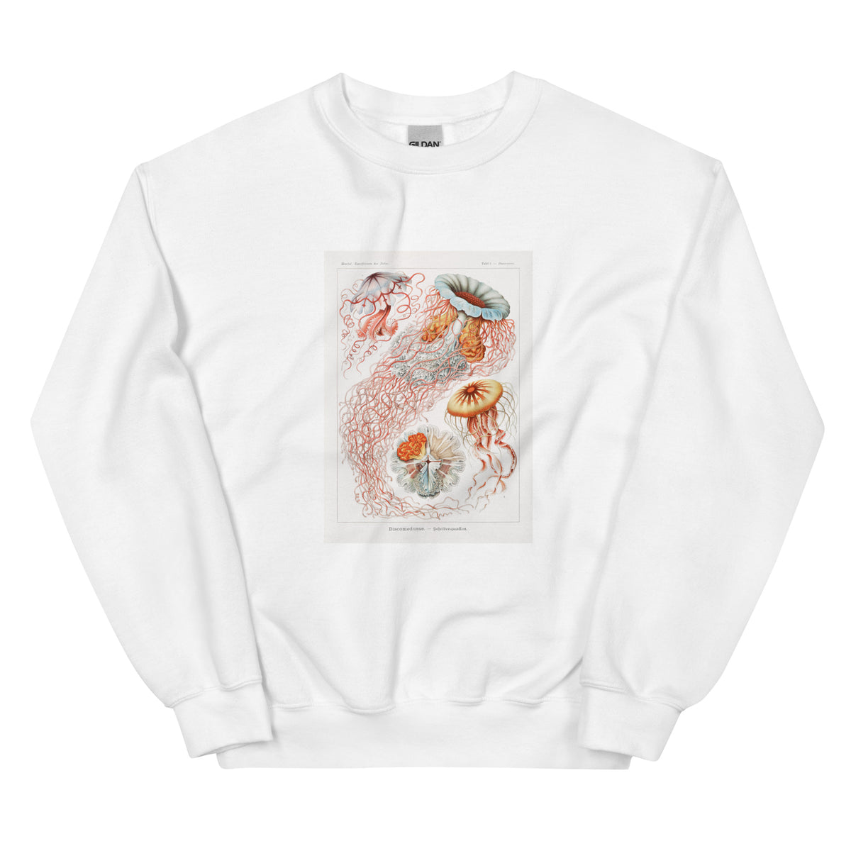 White Sweater Discomedusae Scheibenquallen Essential
