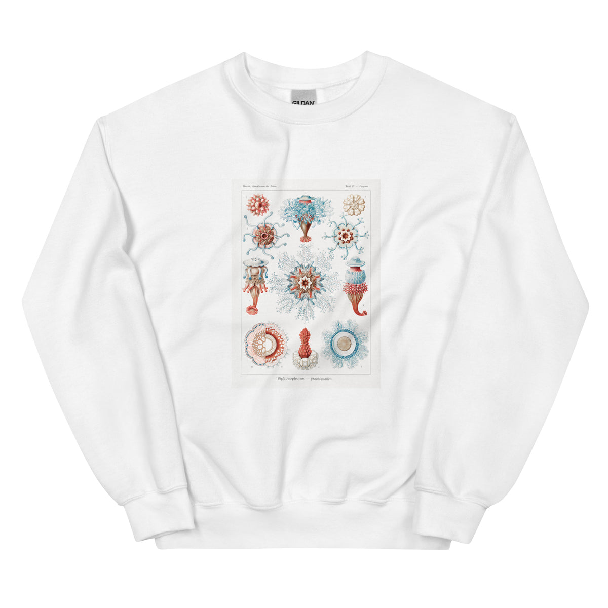 White Sweater Siphonophorae Staatsquallen Essential