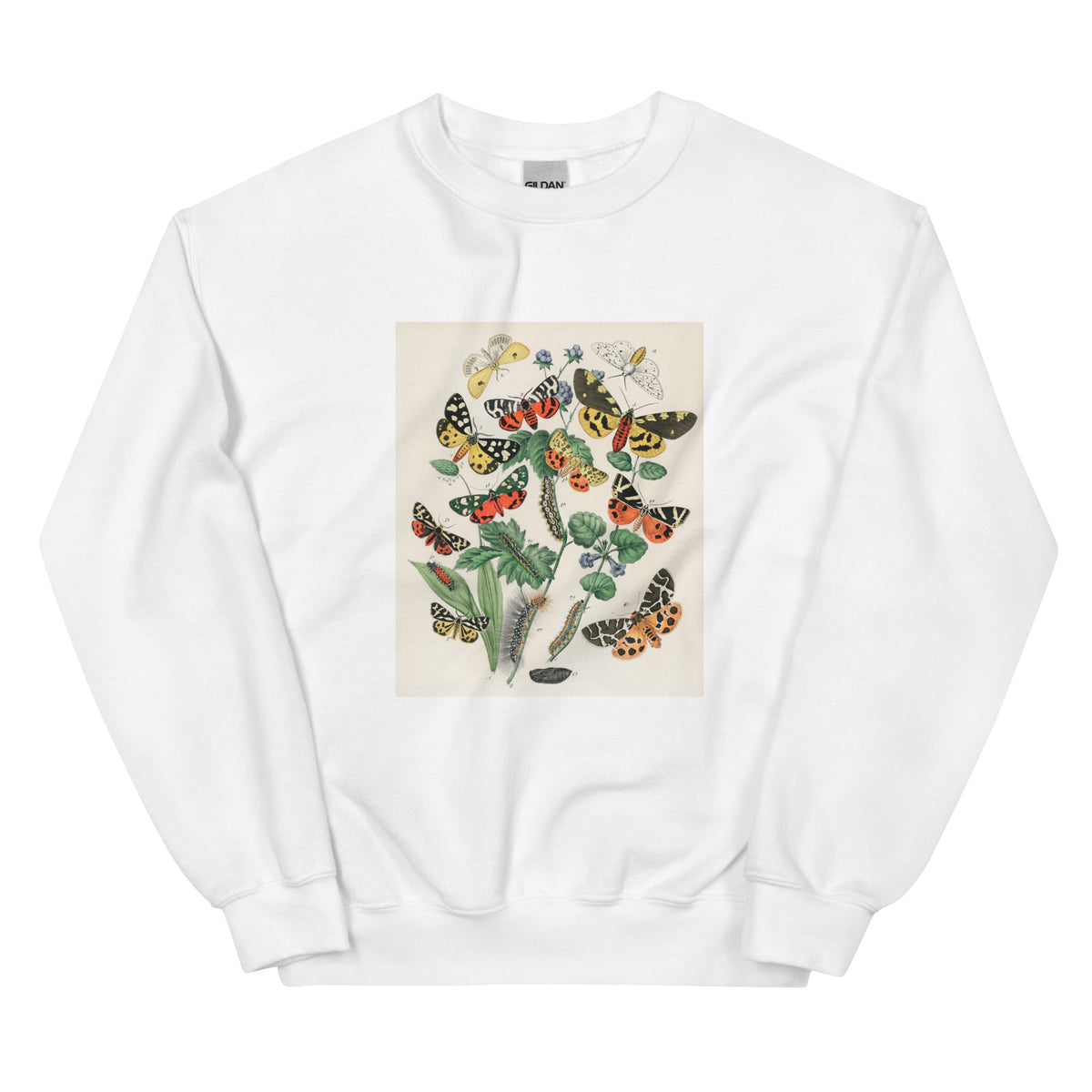White Sweater Illustrations - William Forsell Kirby 1882 Essential