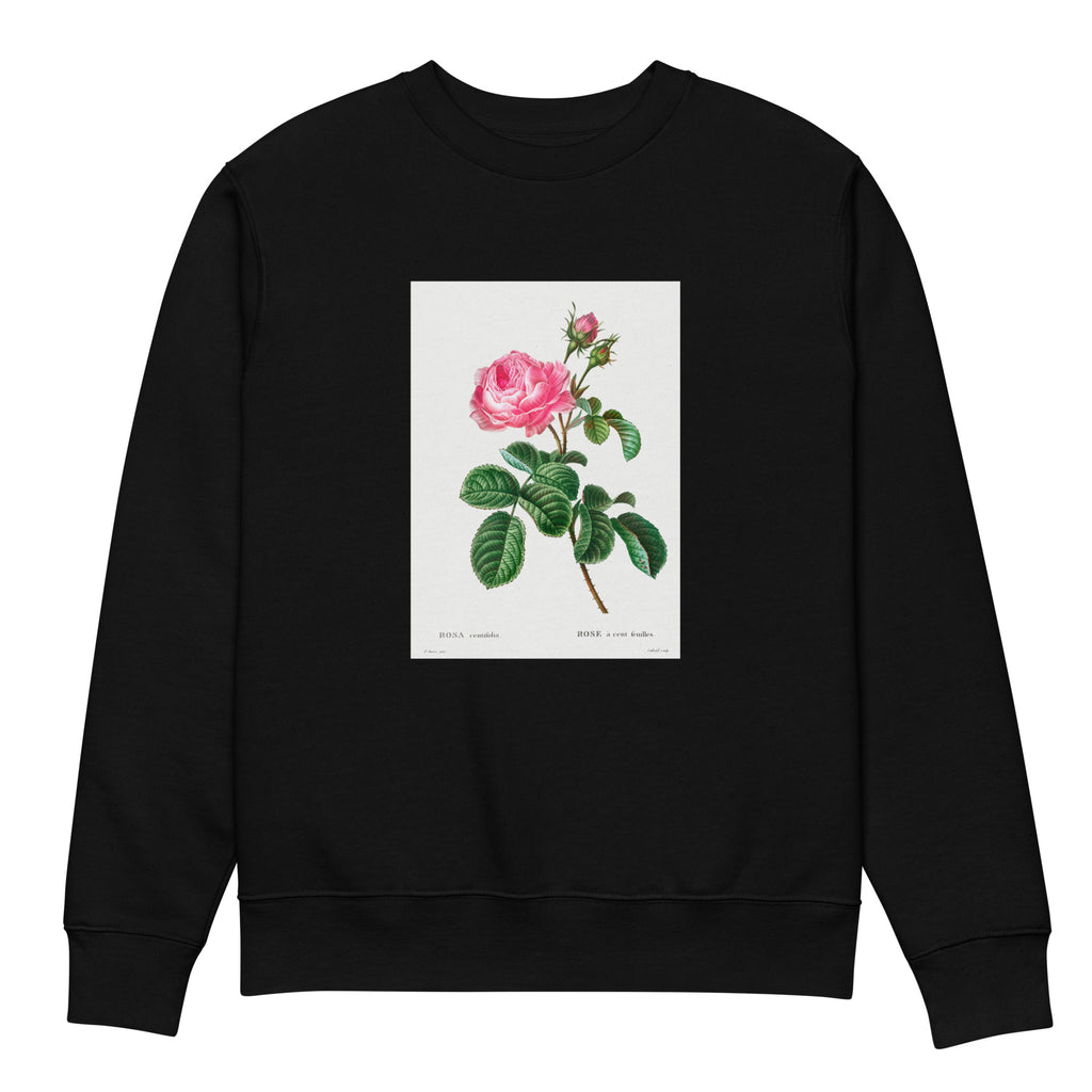 Black Sweater Cabbage Rose Rosa Centifolia Premium