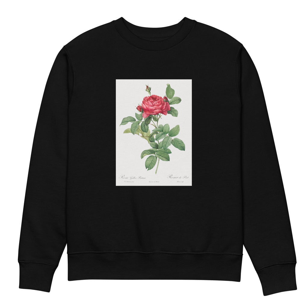 Black Sweater Rosa Gallica Pontiana Also Known As Bridge Rose Premium