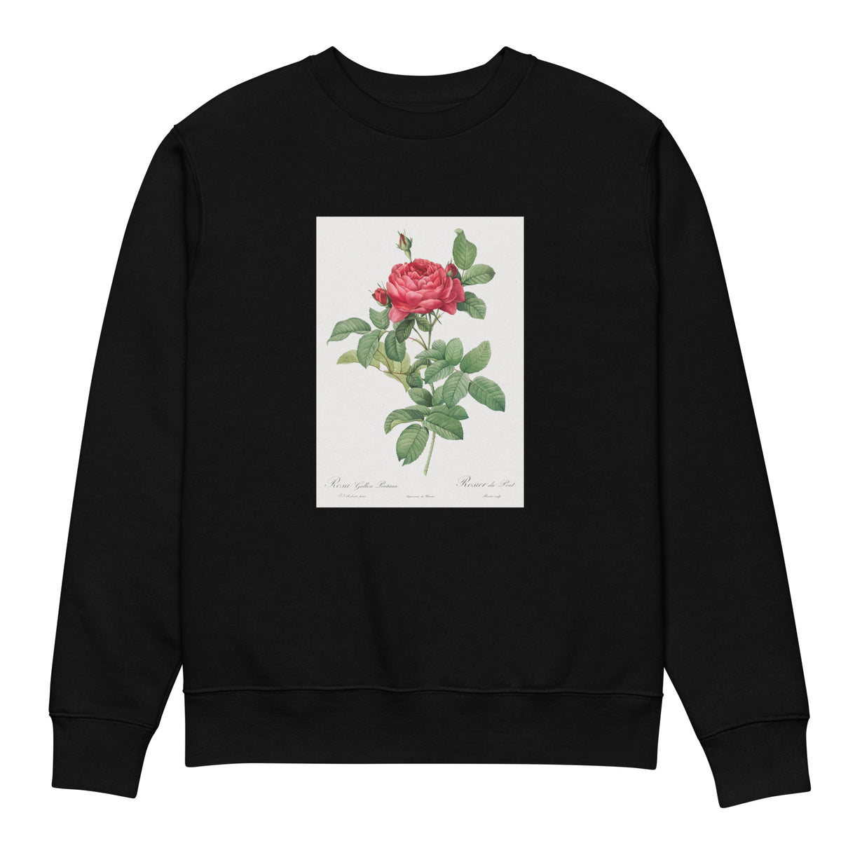 Black Sweater Rosa Gallica Pontiana Also Known As Bridge Rose Premium