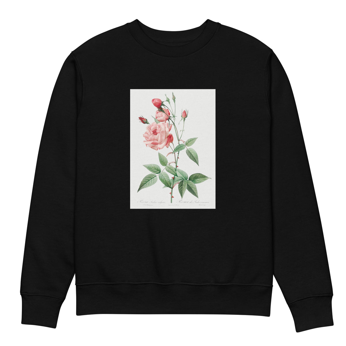 Black Sweater Old Blush China Also Known As Common Rose Of India Rosa Indica Vulgaris Premium