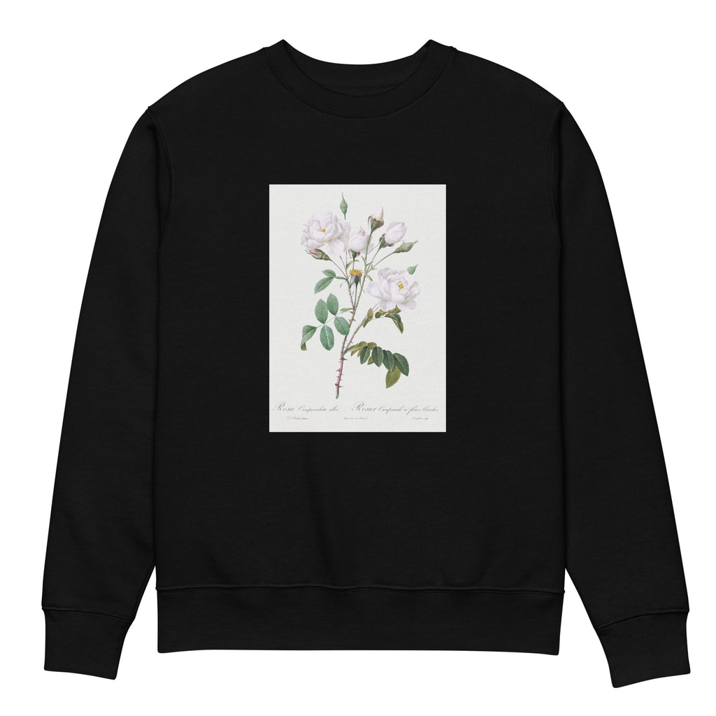 Black Sweater Rosa Campanulata Alba Also Known As Pink Bellflowers To White Flowers Premium
