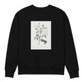 Black Sweater Rosa Campanulata Alba Also Known As Pink Bellflowers To White Flowers Premium