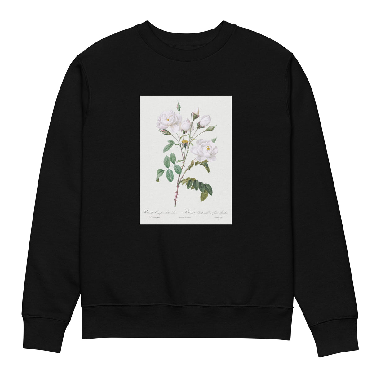 Black Sweater Rosa Campanulata Alba Also Known As Pink Bellflowers To White Flowers Premium