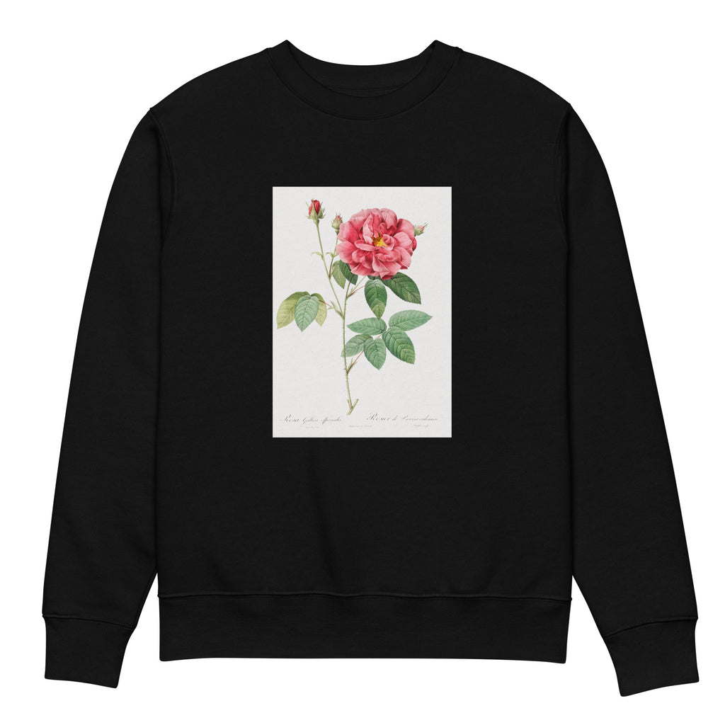 Black Sweater French Rose Also Known As Ordinary Provins Rosebush Rosa Galluca Offuenalis Premium