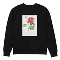 Black Sweater French Rose Also Known As Ordinary Provins Rosebush Rosa Galluca Offuenalis Premium