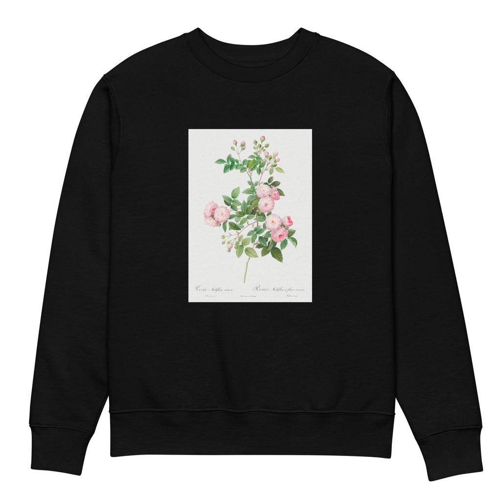 Black Sweater Flesh-Pink Multiflora Rosa Multiflora Carnea Premium