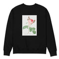 Black Sweater Cabbage Rose Also Known As One Hundred-Leaved Rose Rosa Centifolia Premium