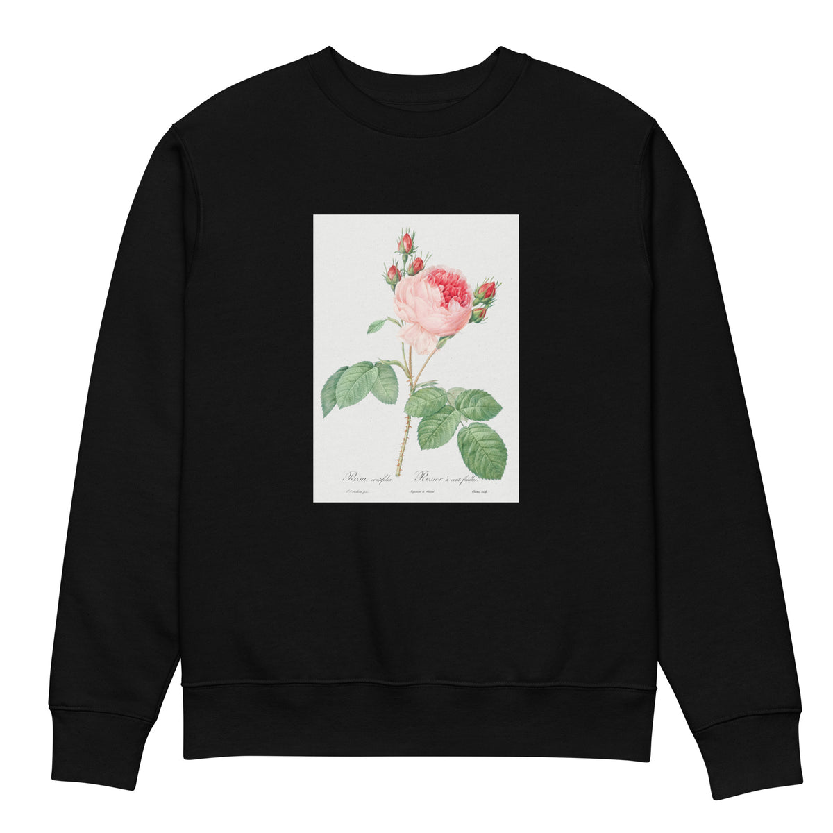 Black Sweater Cabbage Rose Also Known As One Hundred-Leaved Rose Rosa Centifolia Premium
