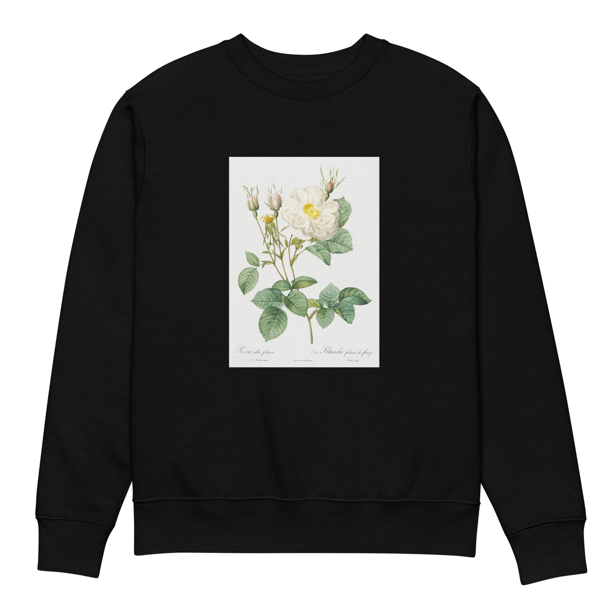 Black Sweater Rosa X Alba Also Known As The White Leaf Of Fleury Rosa Alba Foliacea Premium
