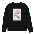 Black Sweater Italian Damask Rose Also Known As The Four Seasons Of Italy Rosa Damascena Italica Premium