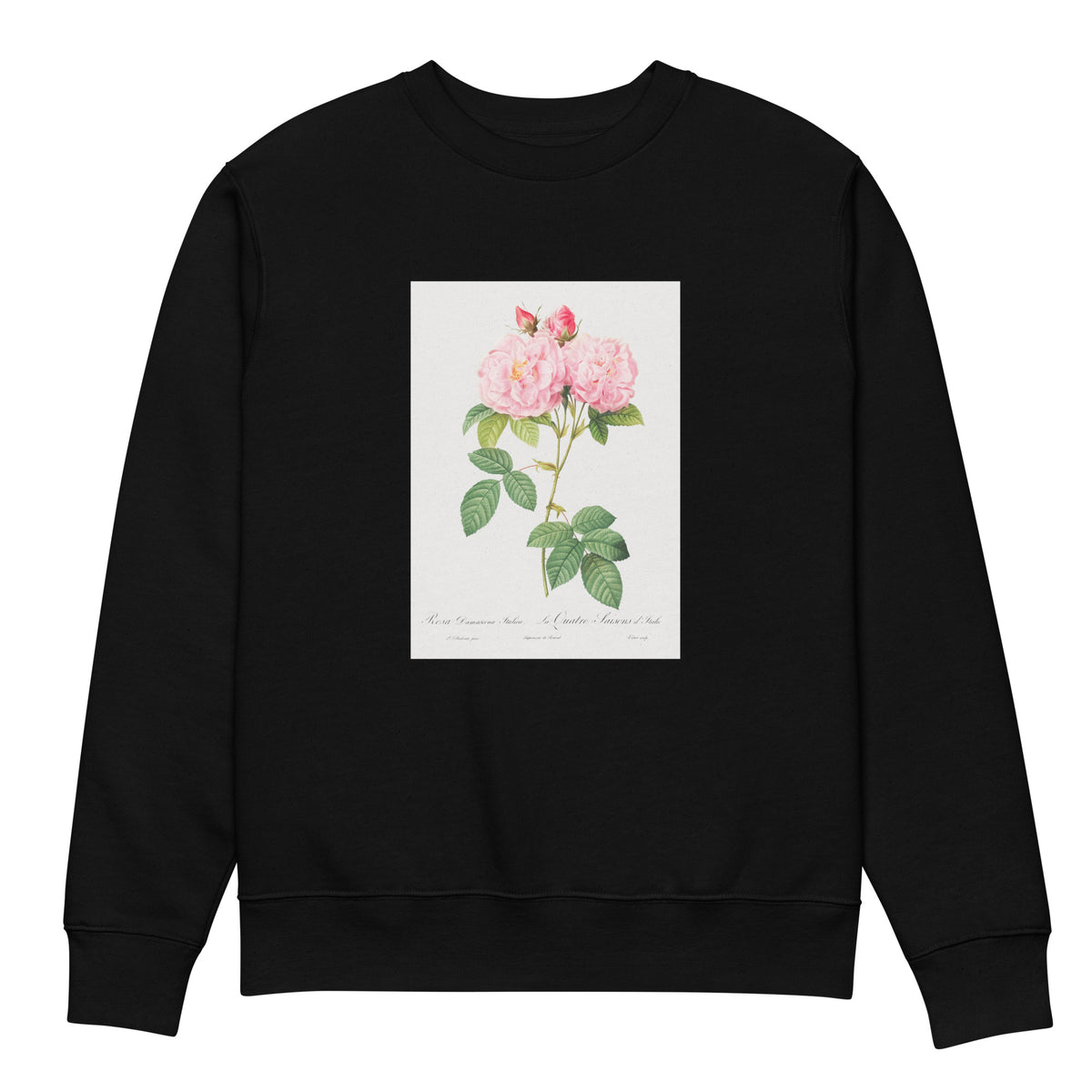 Black Sweater Italian Damask Rose Also Known As The Four Seasons Of Italy Rosa Damascena Italica Premium