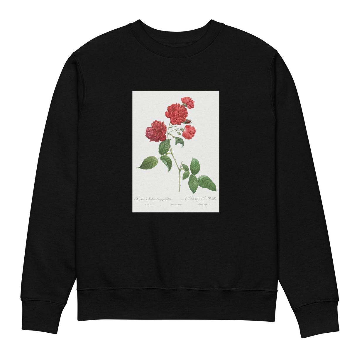 Black Sweater Red Cabbage Rose Also Known As Bengal Eyelet Rosa Indica Caryophyllea - Pierre-Joseph Redoute Original From The Library Of Congress 1817 Premium