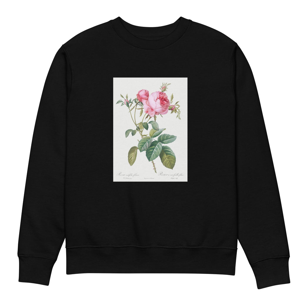 Black Sweater Rose De Mai Rosa Centifolia Foliacea Premium