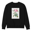 Black Sweater Rose De Mai Rosa Centifolia Foliacea Premium