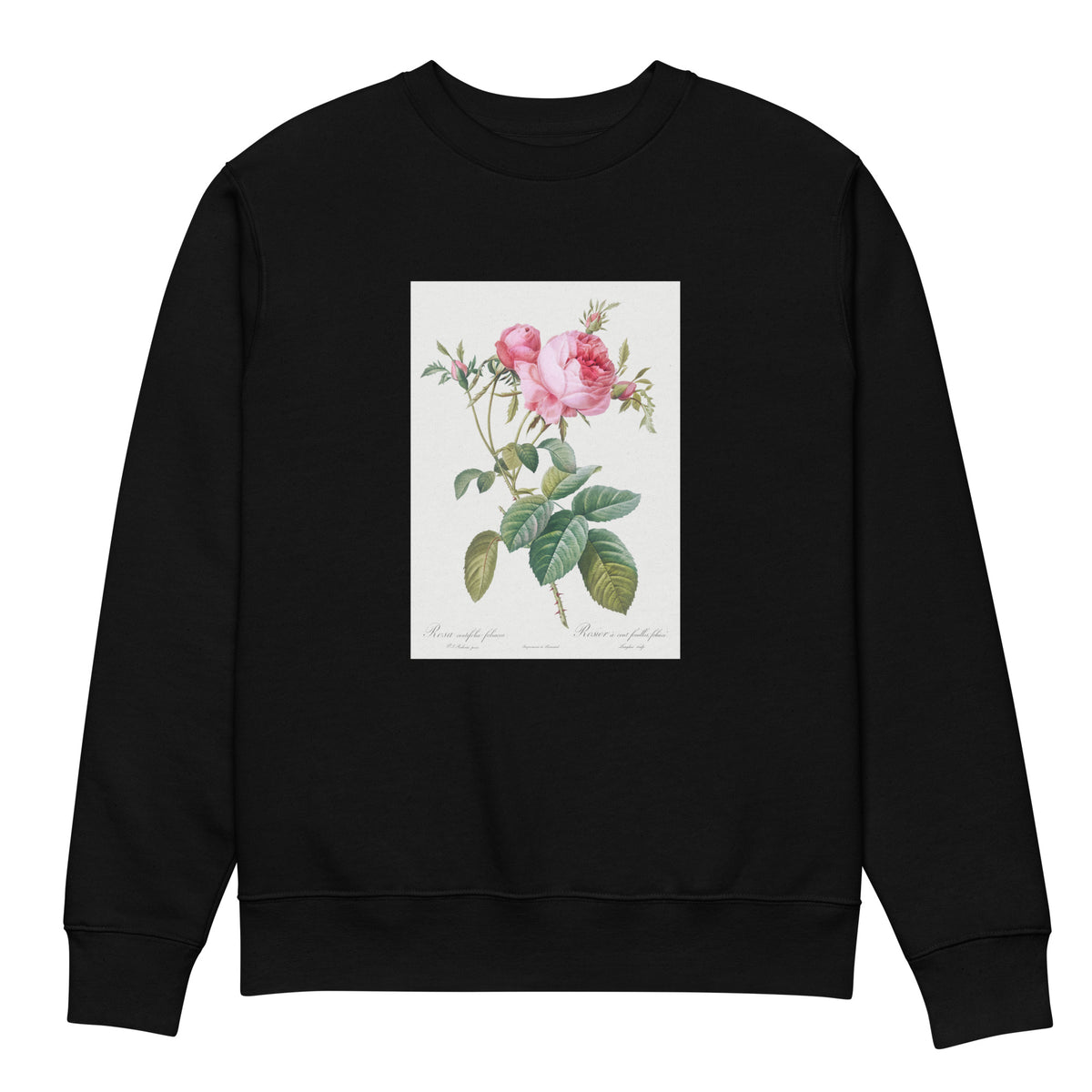 Black Sweater Rose De Mai Rosa Centifolia Foliacea Premium