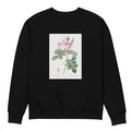 Black Sweater Rosa Bifera Officinalis Also Known As Rose Of Perfume Premium