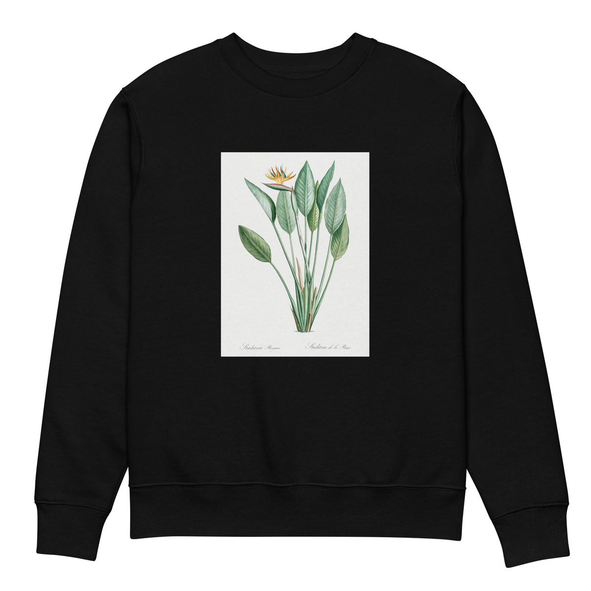 Black Sweater Bird Of Paradise Illustration II Premium