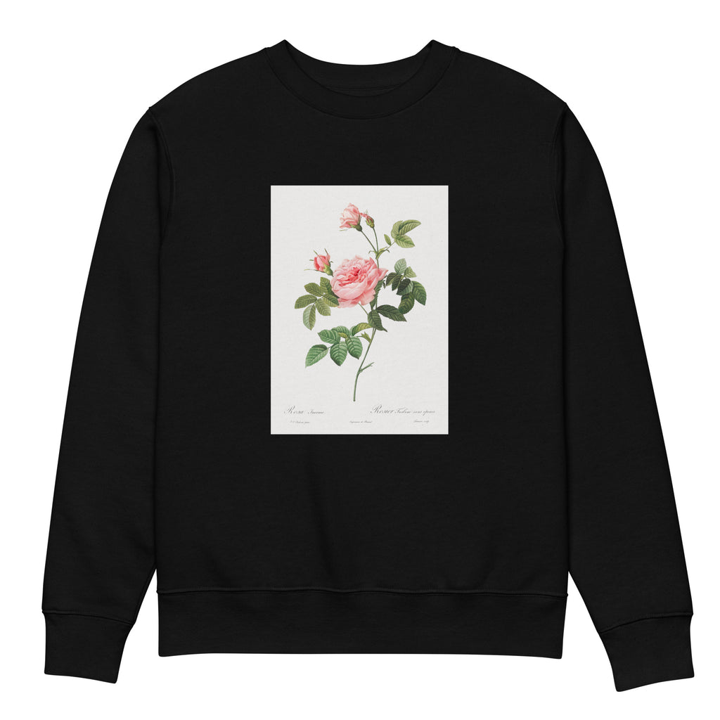 Black Sweater Boursault Rose Also Known As Rose Turbine Without Thorns Rosa Inermis Premium