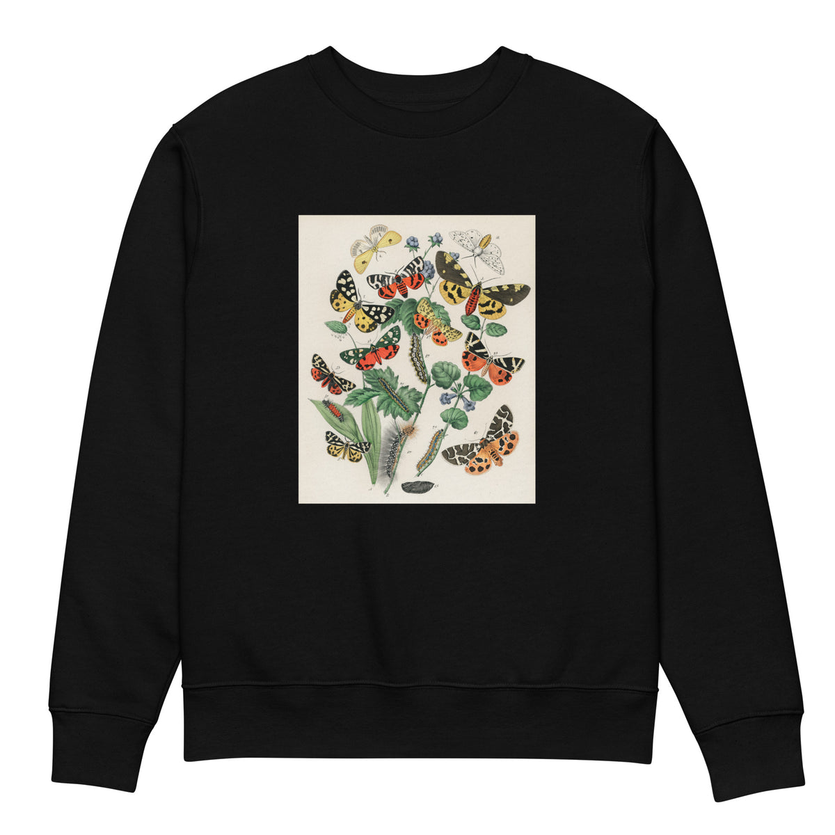 Black Sweater Illustrations - William Forsell Kirby 1882 Premium