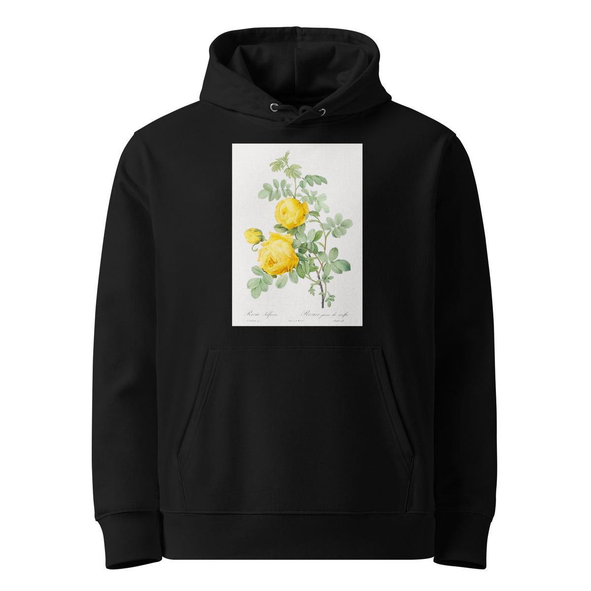 Black Hoodie Rosa Hemisphaerica Also Known As Yellow Rose Of Sulfur Rosa Sulfurea Premium