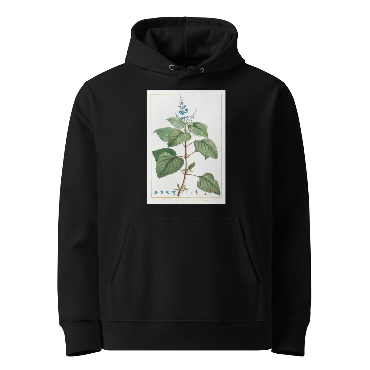 Black Hoodie Plectranthus Fruticosus Image - Pierre-Joseph Redoute And Charles Louis 1784 Premium