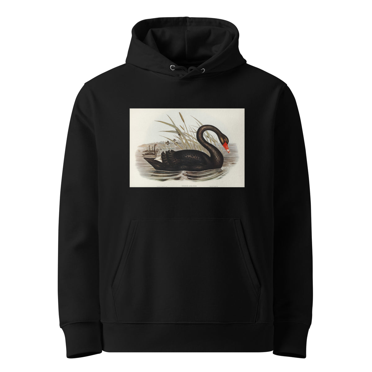 Black Hoodie Black Swan Cygnus Atratus Illustrated - Elizabeth Gould 1804 Premium