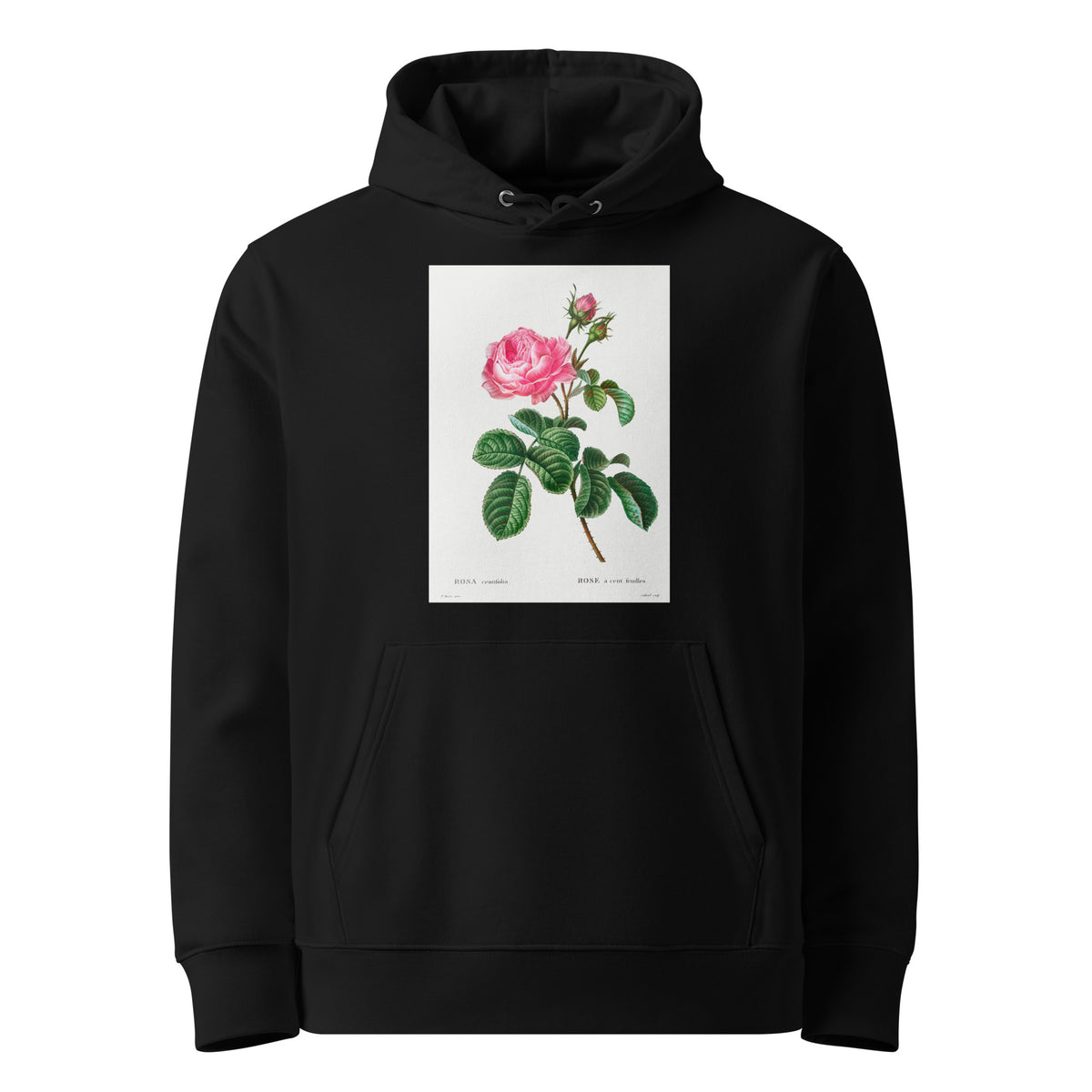 Black Hoodie Cabbage Rose Rosa Centifolia Premium