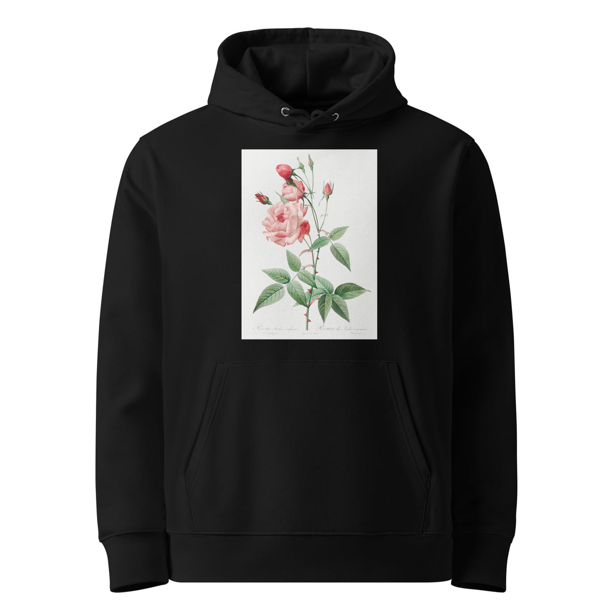 Black Hoodie Old Blush China Also Known As Common Rose Of India Rosa Indica Vulgaris Premium