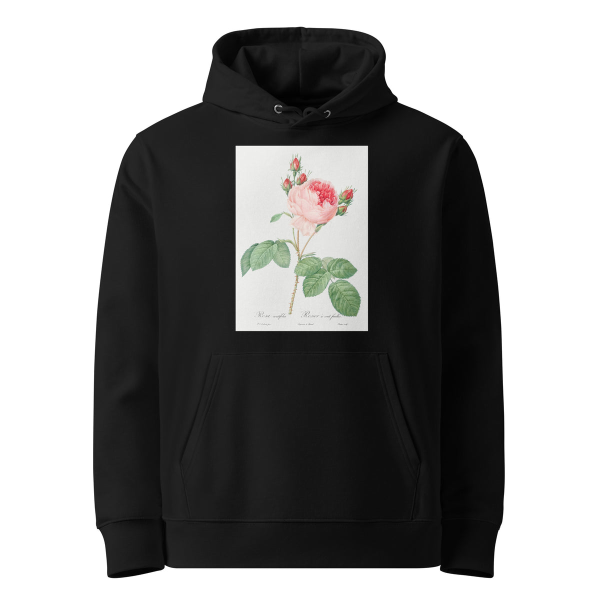 Black Hoodie Cabbage Rose Also Known As One Hundred-Leaved Rose Rosa Centifolia Premium