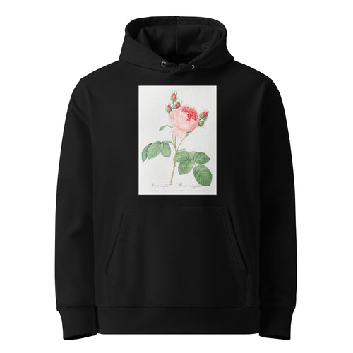 Black Hoodie Cabbage Rose Also Known As One Hundred-Leaved Rose Rosa Centifolia Premium